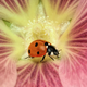 Imagen para el artículo titulado El autor de la foto ganadora de este concurso de fotografía de insectos tenía fobia a los insectos